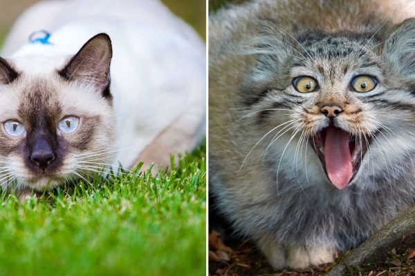 Самые грозные и дикие породы кошек