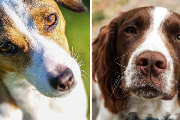 Породы собак, что разнесут квартиру в пух и прах, им нельзя жить в доме