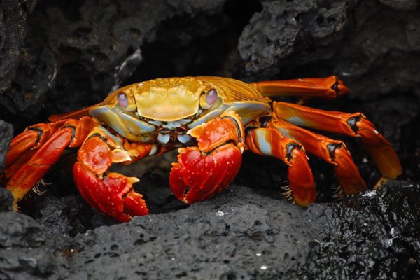 Крабы, осьминоги и лобстеры признаны разумными существами, британские ученые оживленно обсуждают последние новости