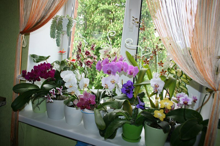 реанимация орхидей в тепличке