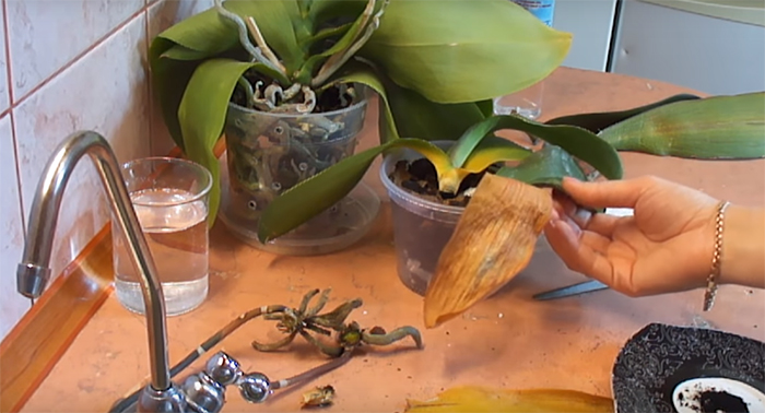 реанимация орхидей без корней над водой