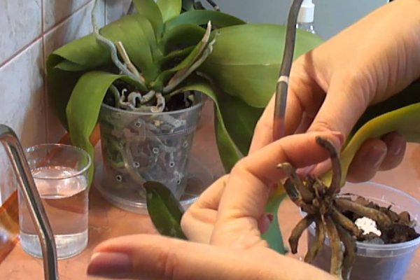 Как выходить увядшую и безнадежную орхидею
