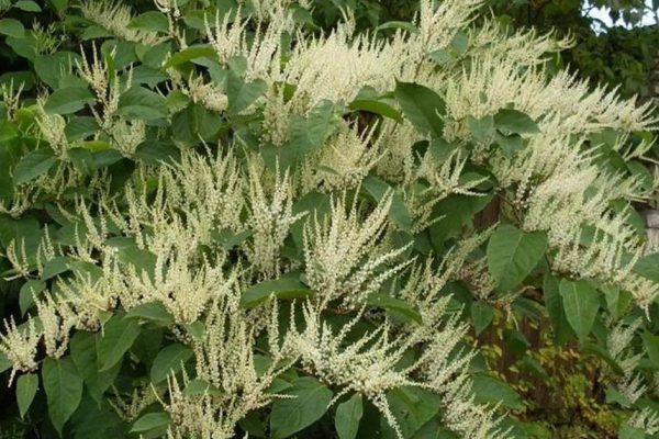 Свекровь посадила сахалинскую гречиху, растение захватило весь участок, дачу продать невозможно