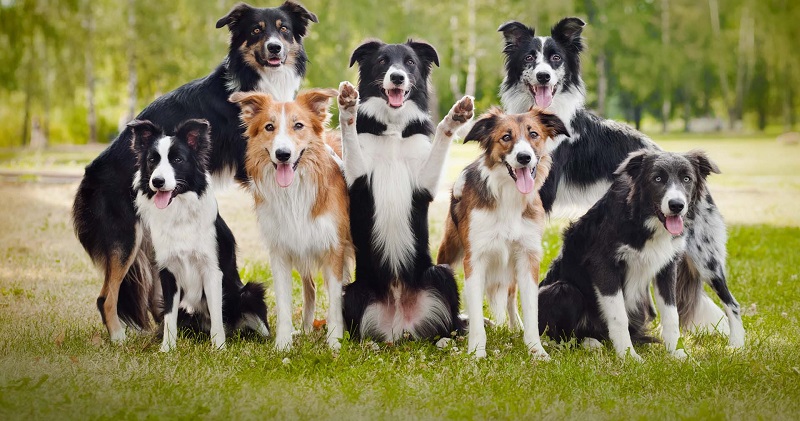 hodnotenie psov pre rodinu