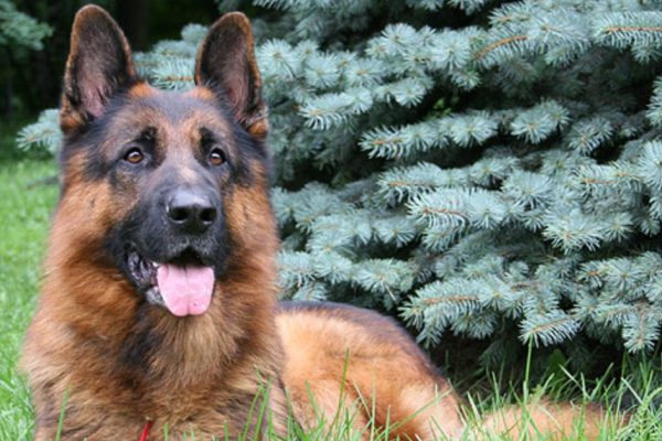 Рейтинг пород собак по сообразительности