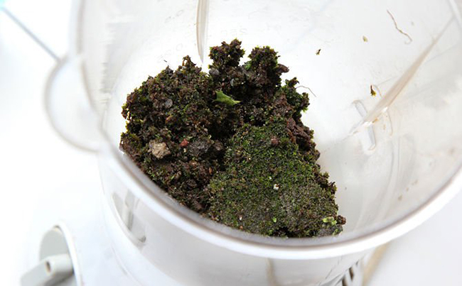 мох в блендере