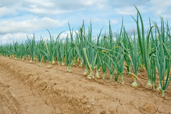 Когда обходительный племянник ломится в гости, я строго перечисляю, что он должен привезти
