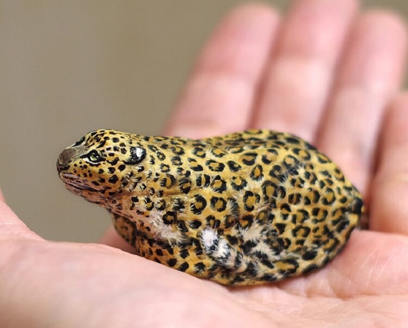 роспись на камнях