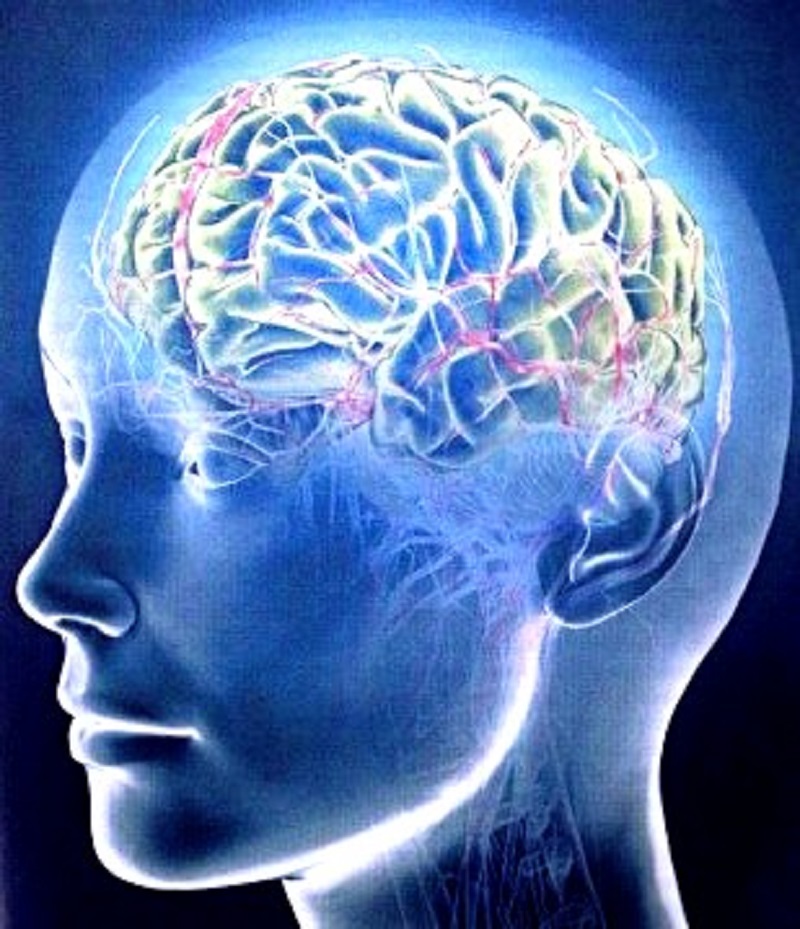 розмарин трава