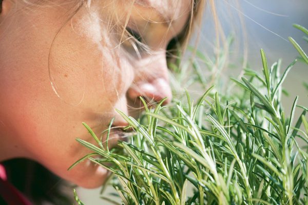 Самая сильная трава для мозгового кровообращения! Для сердца, сосудов, надпочечников и суставов…