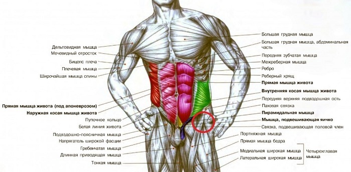 рудименты в организме
