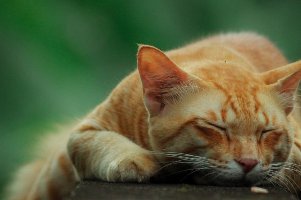 1 сентября празднуем День рыжих котов, питомцы притягивают деньги в дом