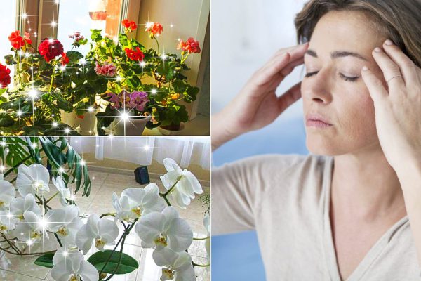 Комнатные растения, что могут стать причиной головной боли