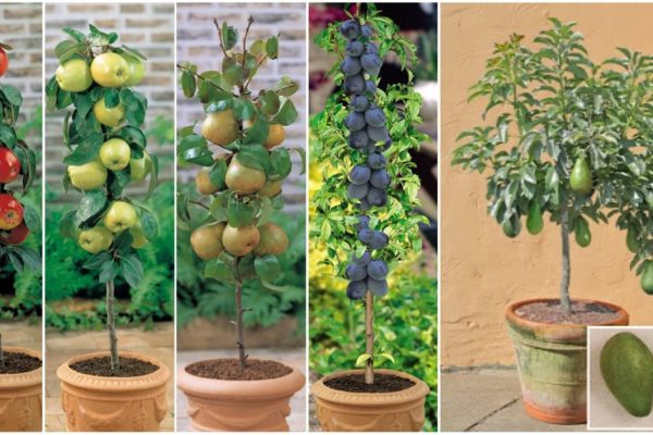 Не обязательно иметь сад под окнами, чтобы выращивать фрукты!