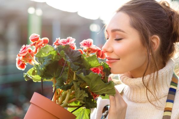 Inspired smiling young woman florist smelling flowers of begonia in greenhouse