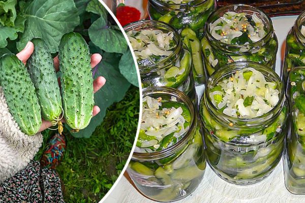 «Язычки» претендуют на звание лучшего огуречного салата в банках