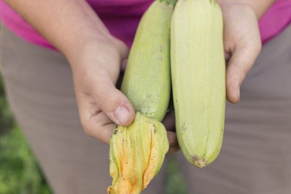 Легкий салат «Калокери», который с легкостью готовится из последнего урожая кабачков