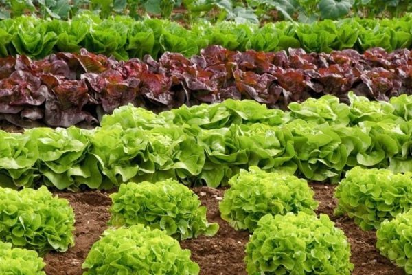 Чем полезен салат-латук