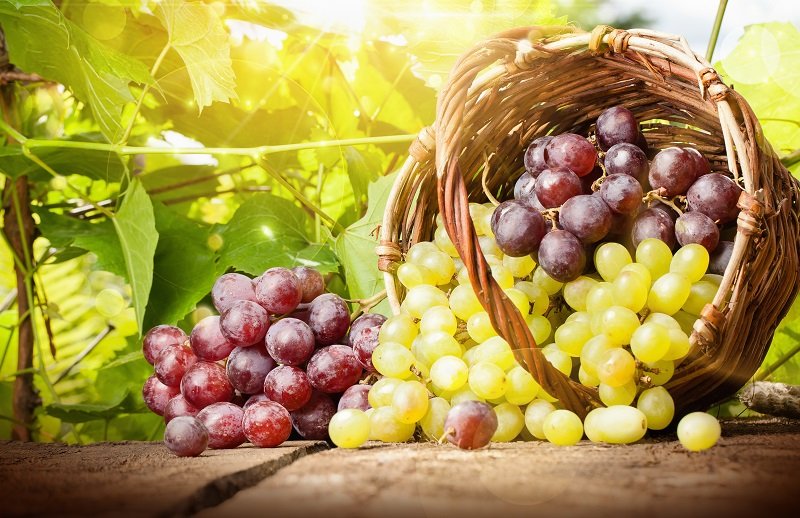 Подборка салатов с виноградом Кулинария,Виноград,Закуски,Салаты,Фрукты
