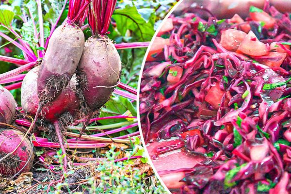 Запасаюсь свеклой, чтобы радовать домашних обедом как в ресторане