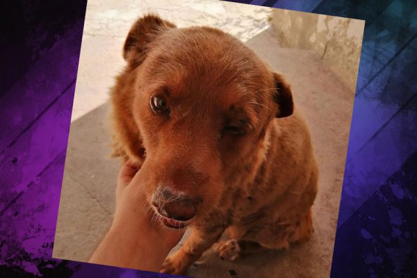 В чём секрет долголетия самой старой собаки на планете Земля