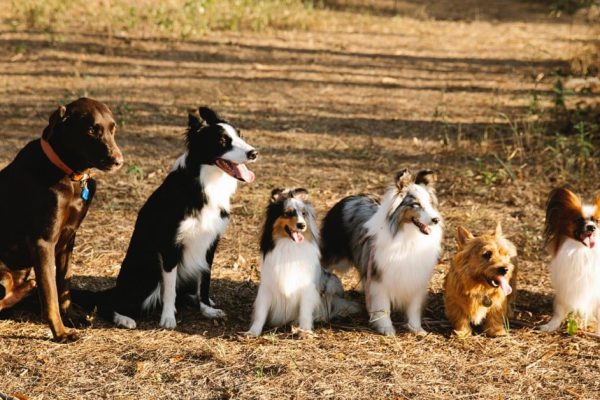 Среди собачников ходят легенды об интеллекте пуделей, разбираемся, какая порода самая умная