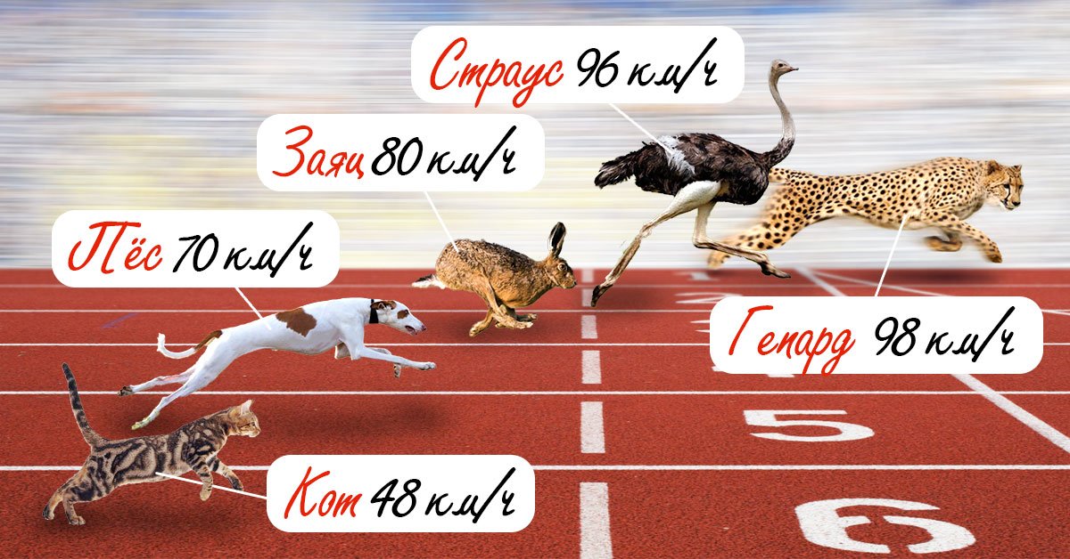 Кто является самым быстрым животным в мире