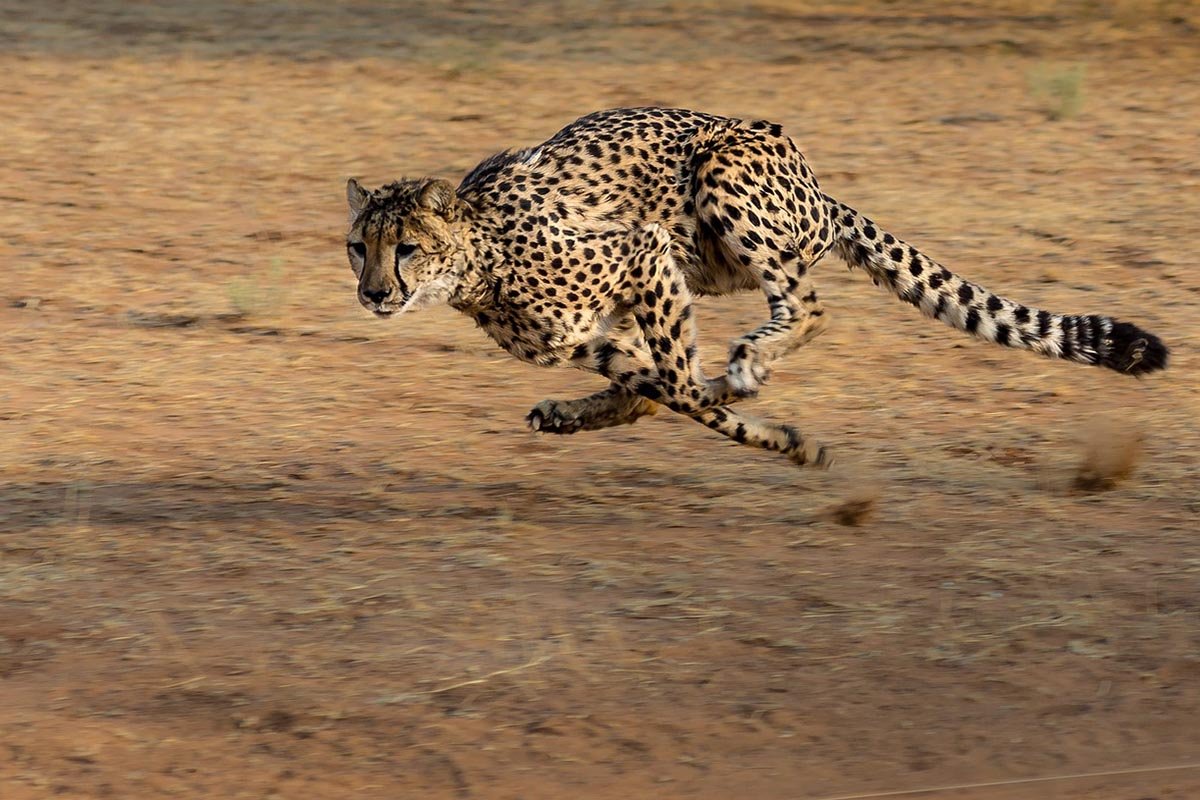 Кто является самым быстрым животным в мире может, составляет, скоростью, животное, скорость, метра, Однако, примерно, животных, больше, бежать, быстро, колеблется, животные, среднем, считается, также, могут, только, среди