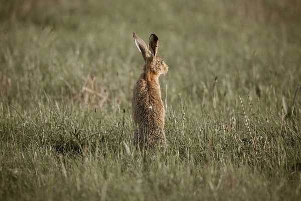 Кто является самым быстрым животным в мире