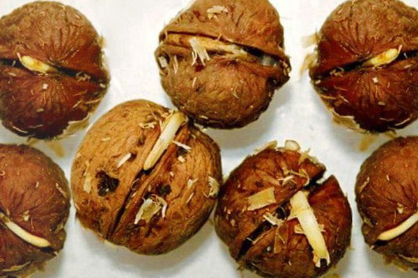 Принцип употребления в пищу пророщенных зерен