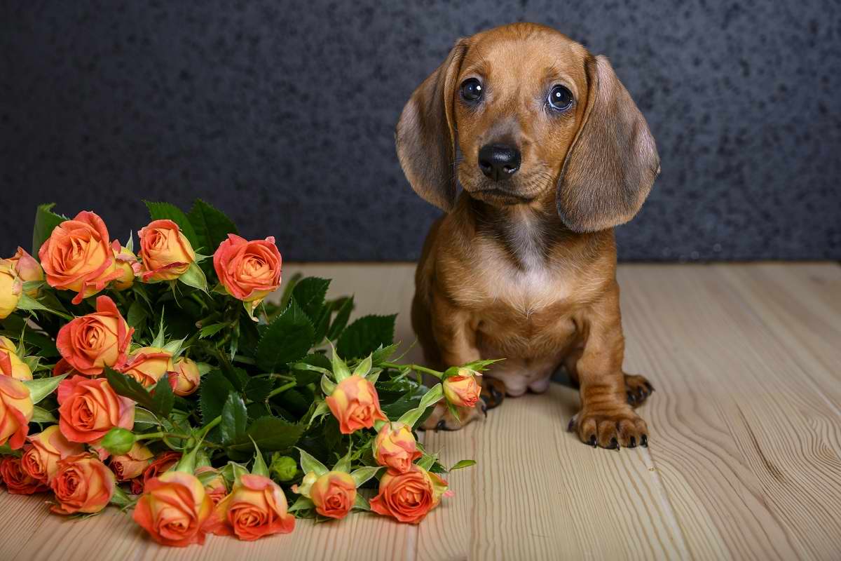 самое слабое звено ведущие