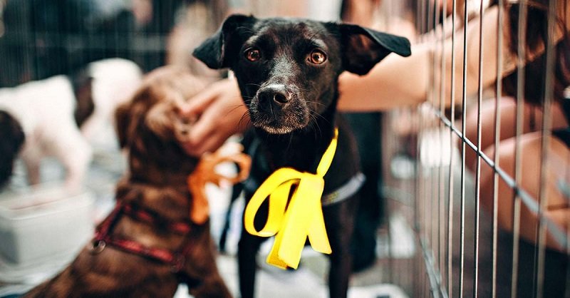 Если ты встретишь собаку с желтым бантом на улице, поскорее уноси ноги