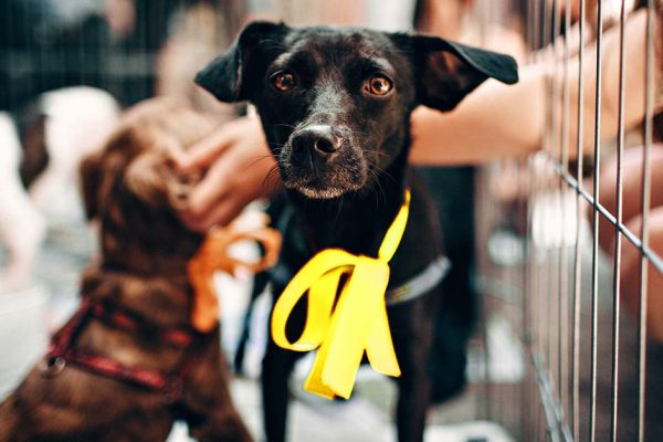 Если ты встретишь собаку с желтым бантом на улице, поскорее уноси ноги