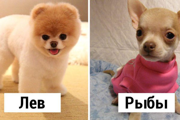 Четыре добрейших знака зодиака