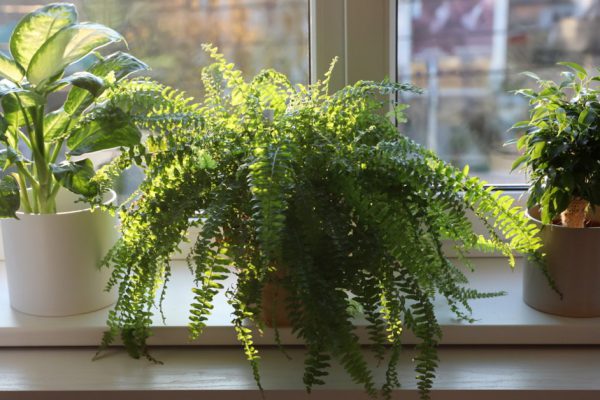 Какие вазоны лучше вынести в подъезд