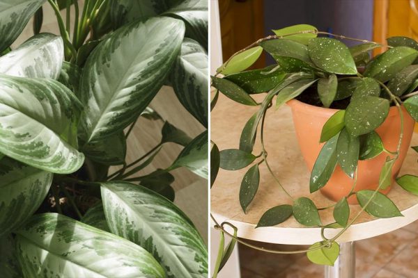 Какие растения защитят тебя от сглаза и порчи, а какие лучше никогда не приносить в дом