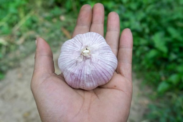 Нет ничего сильнее и эффективнее против порчи, чем обычный зубчик чеснока, попробуй сам