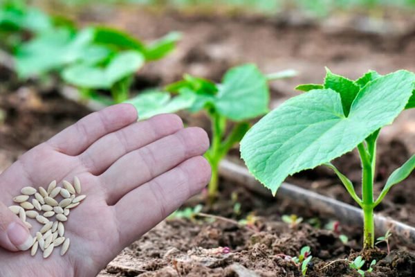 Какие сорта огурцов выбирают опытные дачники в 2023 году, желая получить щедрый урожай