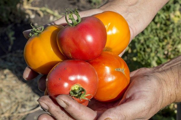 У «носатых» помидоров неизменно мясистая мякоть, дачник раскрыл сорта томатов, дающие щедрый урожай