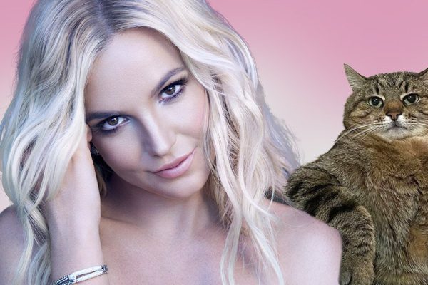 Украинский кот Степан из ТикТока покорил сердце Бритни Спирс