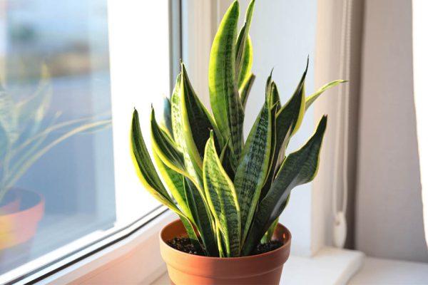 Когда в следующий раз будешь проходить мимо цветочного магазина, обязательно купи это волшебное растение