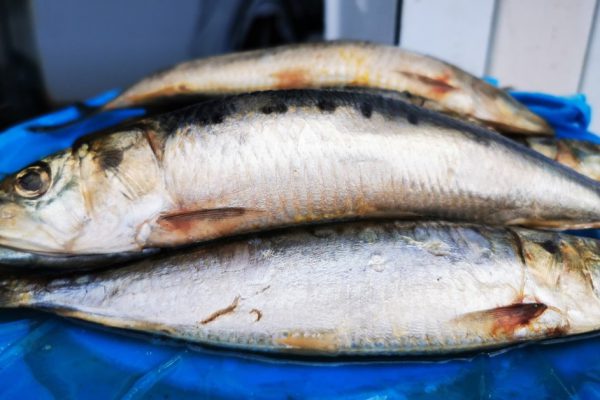 Как отличить иваси от сельди