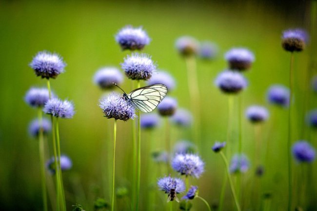 бабочка на цветке