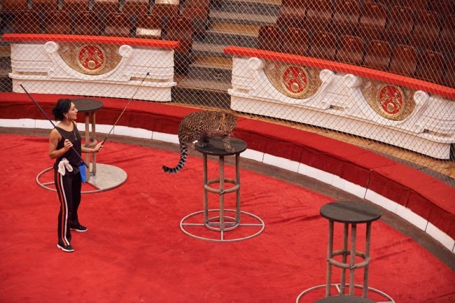 леопард в цирке