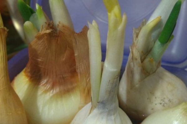 Пенсионерка на рынке рассказала, как сажать лук в грунт, чтобы не было стрелок