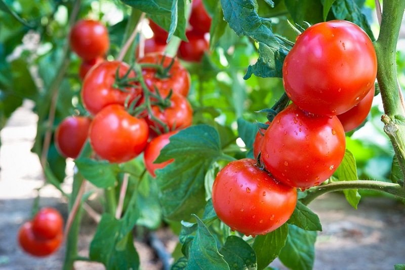 урожай помидоров