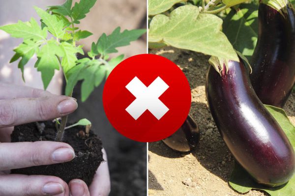 Если посадишь помидоры рядом с этими соседями, получишь не урожай, а кошачьи слёзы