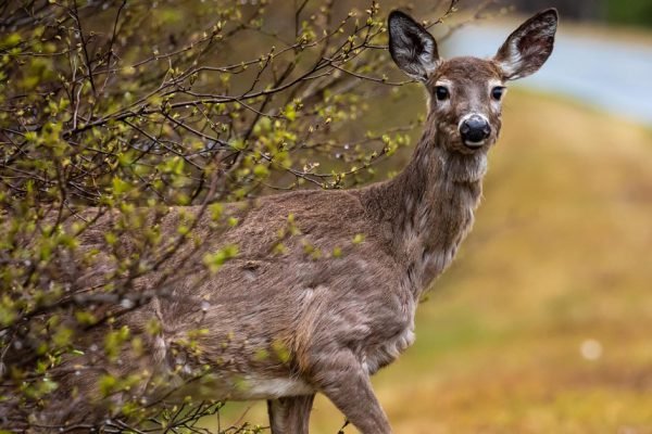 Если ты сбил дикое животное и просто уехал, то вскоре ты об этом пожалеешь