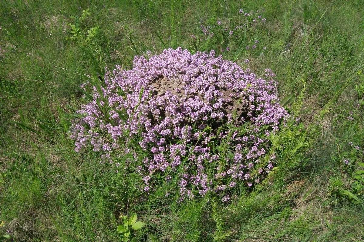 сбор лекарственных растений в апреле
