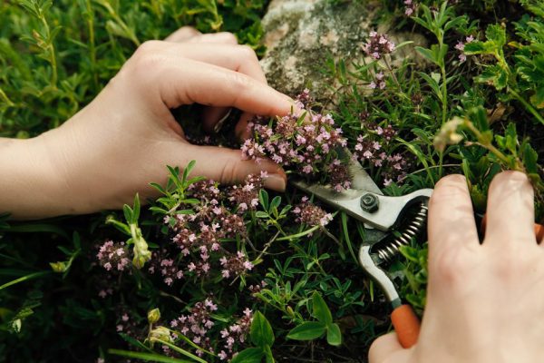 Mountain thyme growing in nature. Female hands collect young herbs for tea.